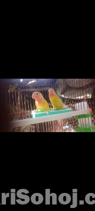 Love bird